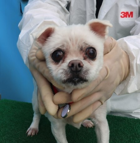 제주 동물보호센터_450650202501207